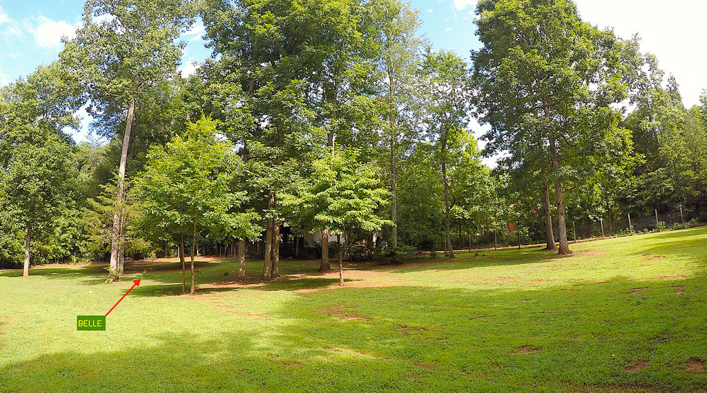 Belle playing in the dog park