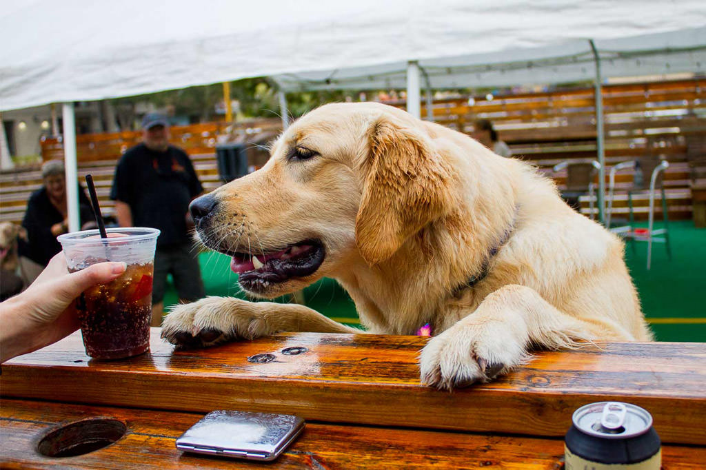 Lucy standing up on hind legs with front paws on bar