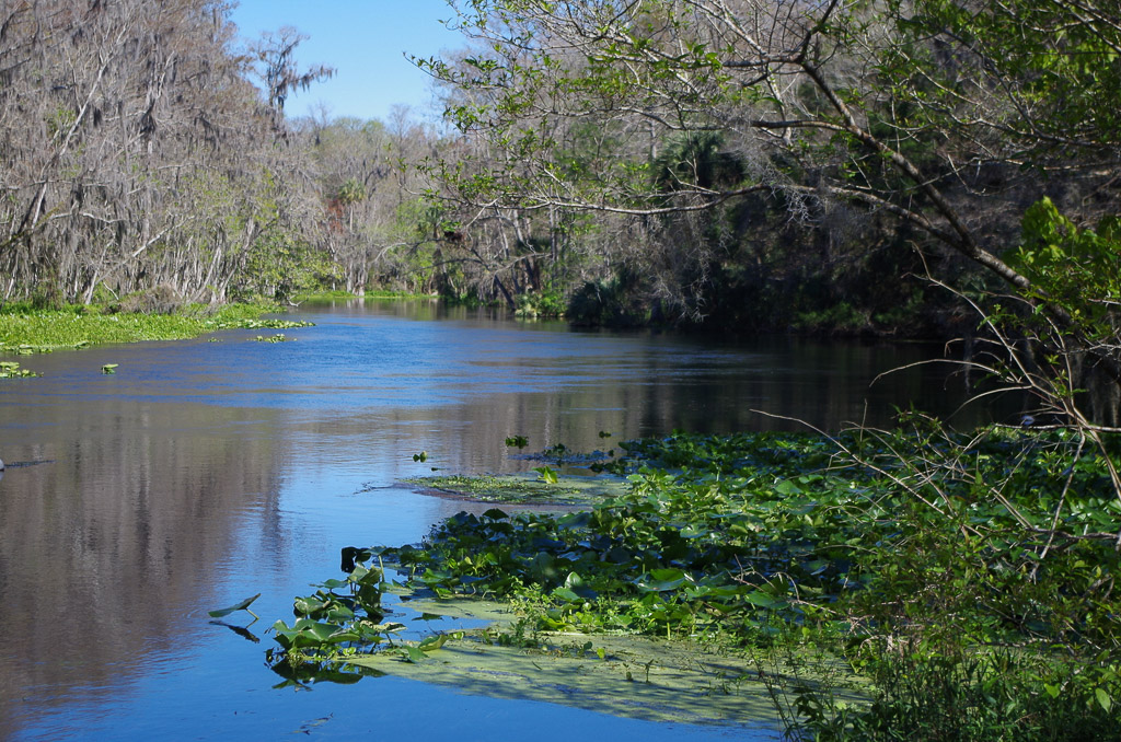 Florida spring area with trees along the water. 