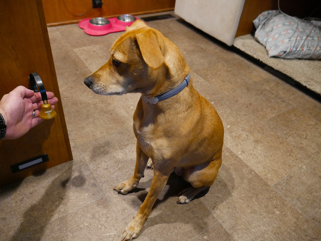 Belle sitting next to bell on door