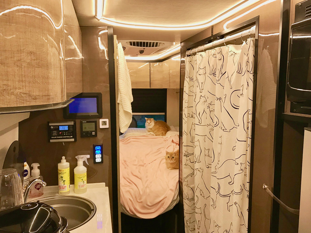 Cats sitting on the back bed of RV.