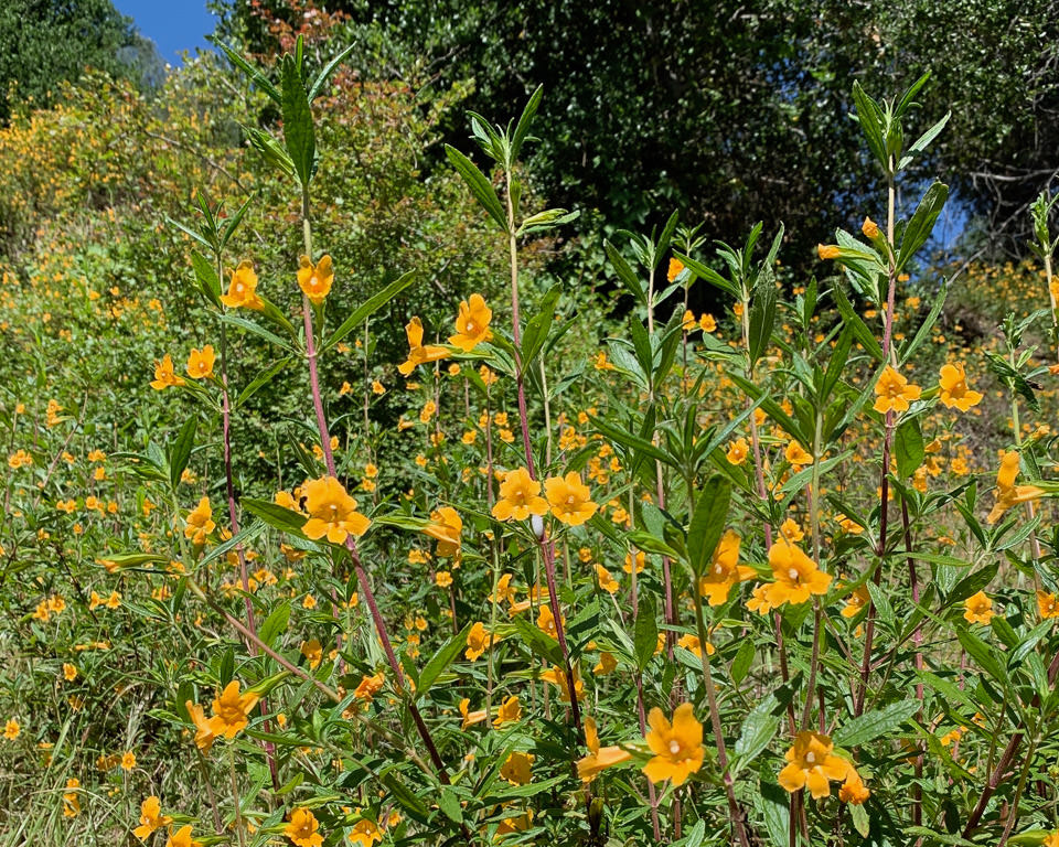 Field of yellow wild flowers. 