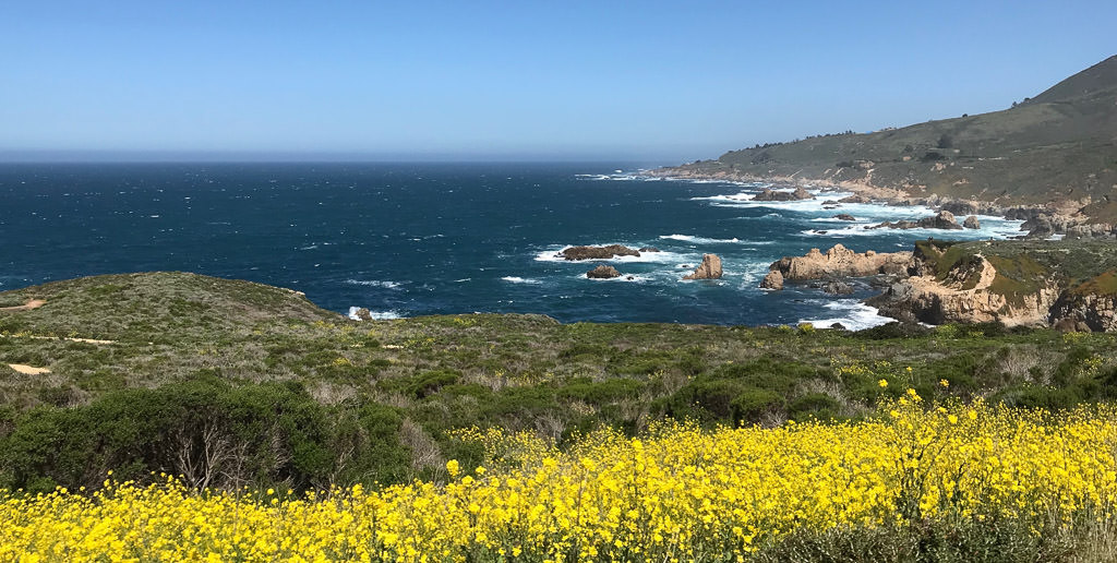 Field of yellow wildflowers next to the ocean.