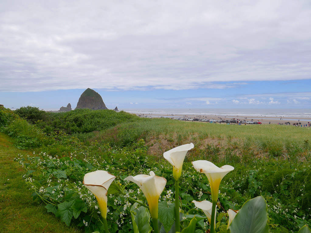 Flowers in the grass along Nehalem beach